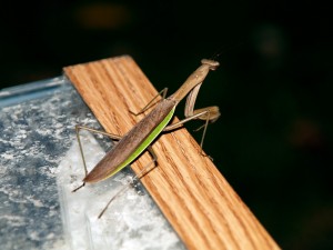 A Praying Mantis